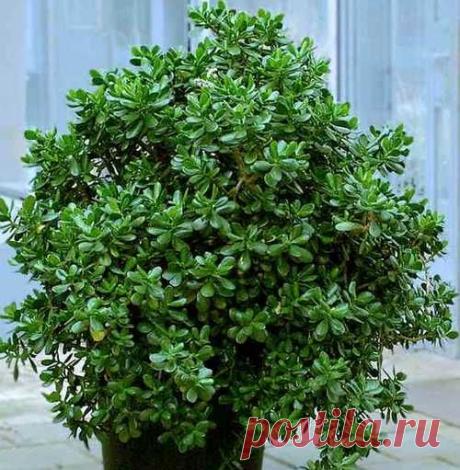 Как вырастить денежное дерево