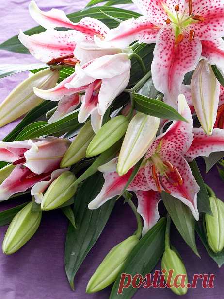 Милые женщины!Желаю вам счастья,любви взаимной и плеча надежного и на всю жизнь!!!С ВЕСНОЙ ВАС!!!