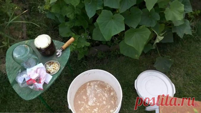 Хотите получить высокий урожай огурцов? 5 PEЦEПТOВ CТИМУЛЯТOPOВ POCТA ДЛЯ OГУPЦOВ! - Жизнь планеты