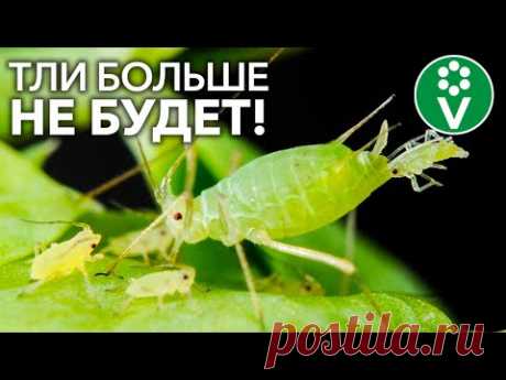 ТЛЯ БОИТСЯ ЭТОГО КАК ОГНЯ! Лучшее средство от тли без всякой "химии"
