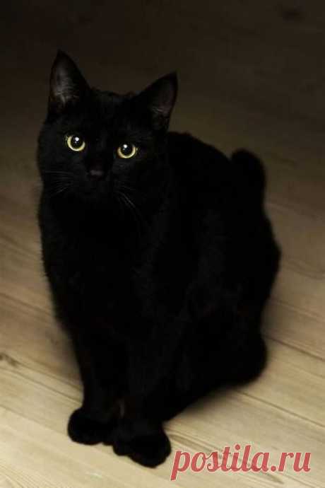 Black Cat Society #blackcats