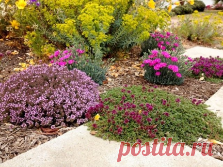 8 растений для цветника, не требующих полива