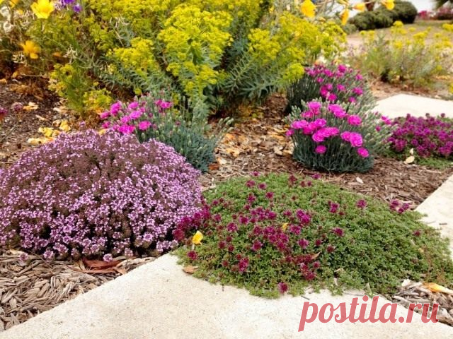 8 растений для цветника, не требующих полива