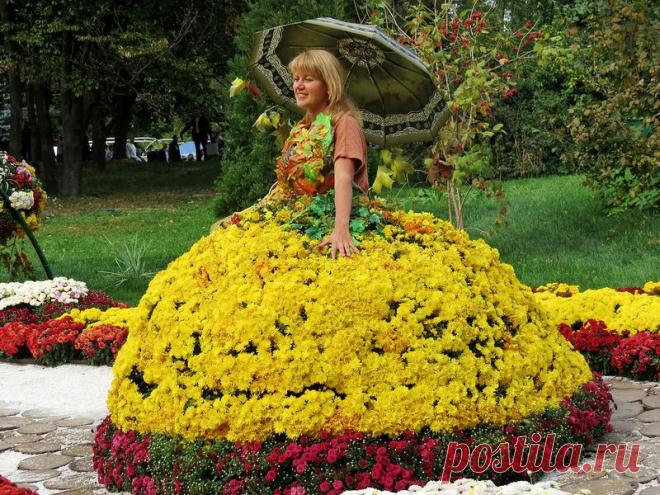 Киевские хризантемы 2012.