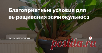 Благоприятные условия для выращивания замиокулькаса Замиокулькас – одно из самых неприхотливых растений. Он стойко выдержит некоторые ошибки и невнимательность цветовода. Но, чтобы листочки всегда были ярко-зеленые, побеги не высыхали, а корни не гнили, нужно создать для него благоприятные условия.
Температура воздуха и освещение
Замиокулькас – теплолюбивое растение, поэтому оптимальная температура воздуха для него варьируется в пределах 25-30°С в