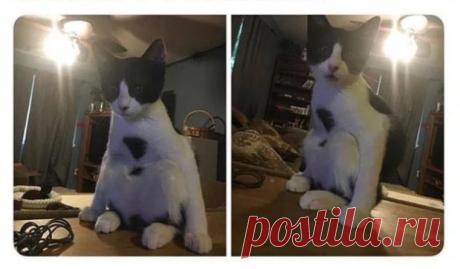 Смешные коты, которые не дадут тебе грустить! | Ололо - смешные картинки и веселые истории