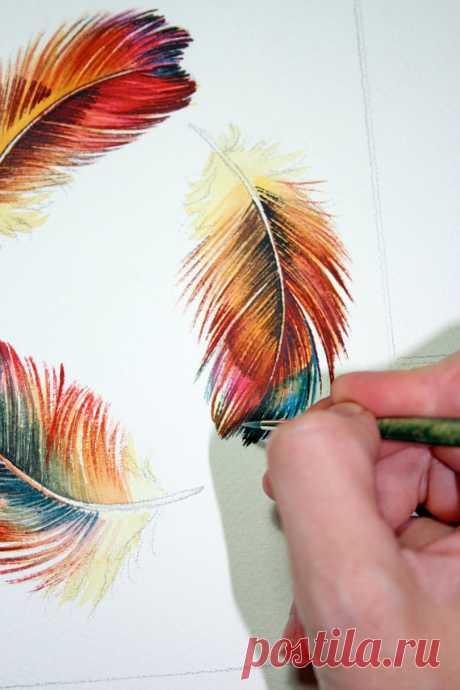 Three Feathers Rainbow feathers watercolor study от jodyvanB