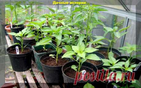 Две подкормки рассады перца, о которой мало кто знает. В них секрет красивой рассады перца продающийся на рынке | Дачные истории | Яндекс Дзен