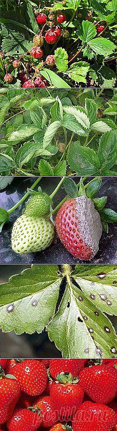 Болезни и вредители земляники и борьба с ними. | Цветы и сад