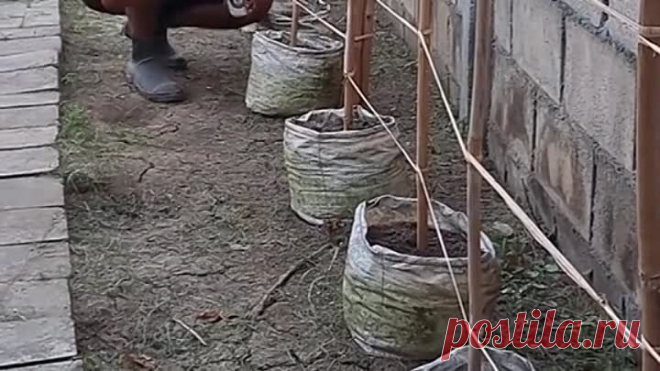 Сажаем огурцы необычным способом