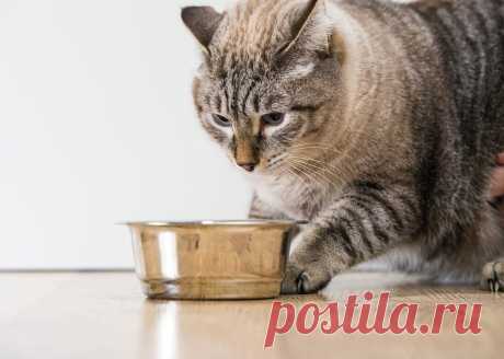 Никуда не денешь и природные инстинкты. В природе, когда кошка ест в одиночестве, она беззащитна для врага. В квартире хозяин, словно напарник в каком-нибудь боевике, прикрывает ей спину. Значит, кот или кошка ему доверяют.