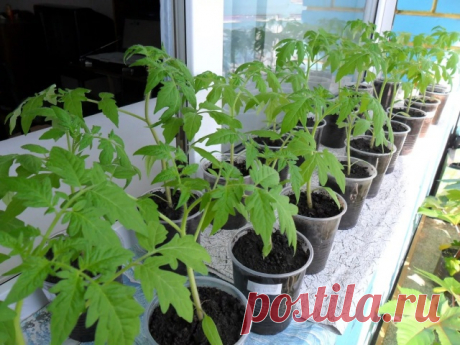 Закаливание рассады помидоров 