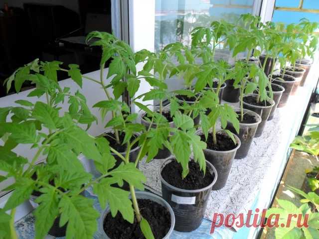 Закаливание рассады помидоров 
