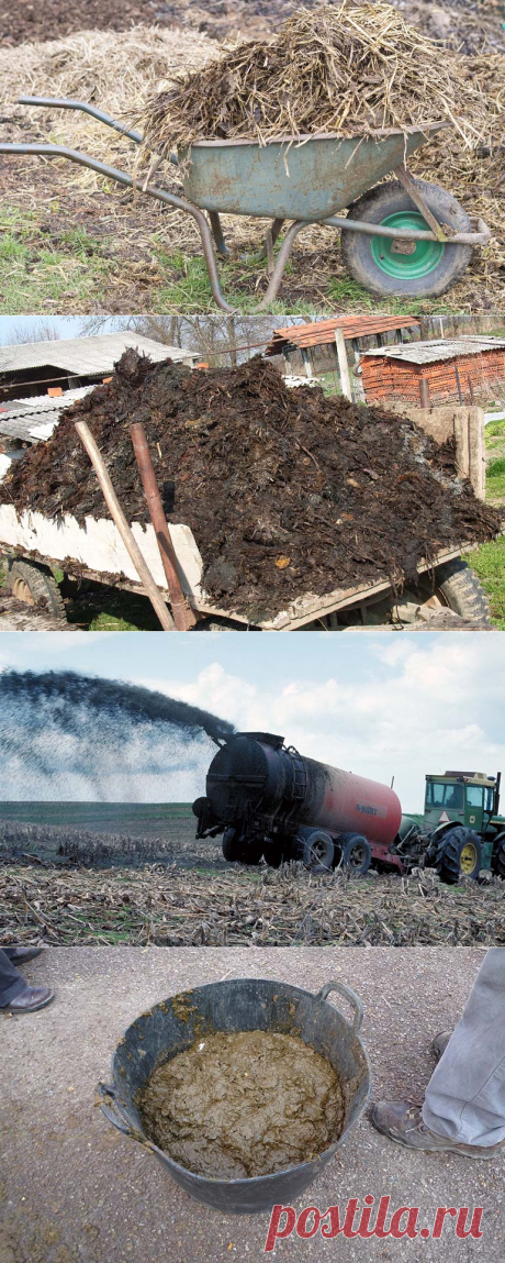 Что такое коровяк: как правильно приготовить и как его применить