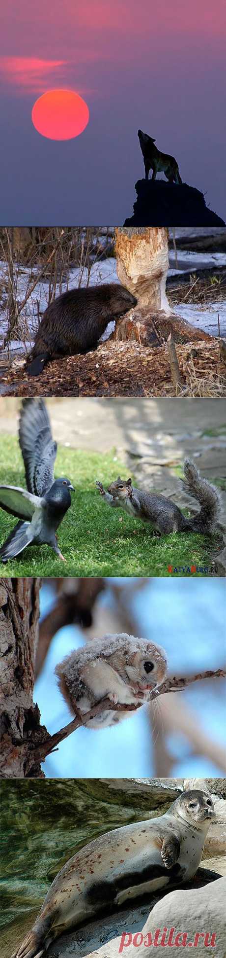 Звери и животные России картинки видео фото