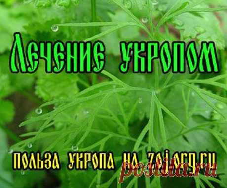 Лечение укропом – одна сплошная польза | За Здравие: методы лечения народными средствами в домашних условиях от Захара Олеговича Журавлева