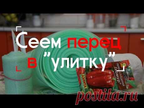 Сеем перец в &quot;улитку&quot;