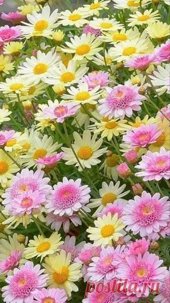 (298) Pinterest