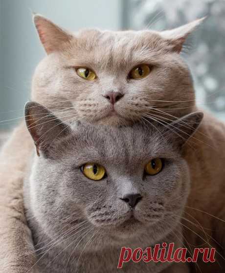 коты