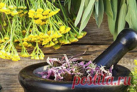 Колдовские растения – рядом с нами | ПлодоВито | Яндекс Дзен