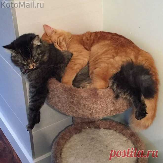 Меховые объятия