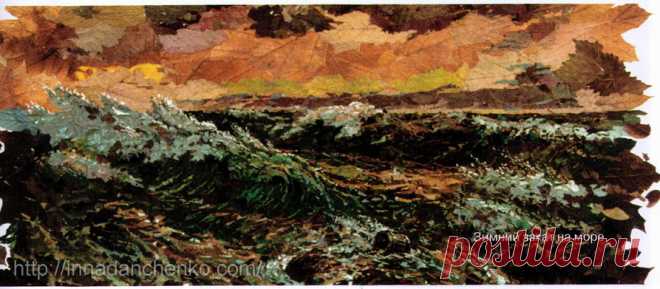 Явор (Acer pseudoplatanus). Что сушить осенью