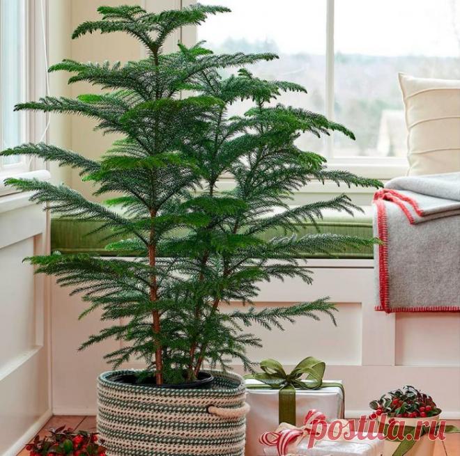 Араукария комнатная ель Портал о ландшафтном дизайне - обзор лучших дизайнерских идей и секретов по уходу за садом и дачей