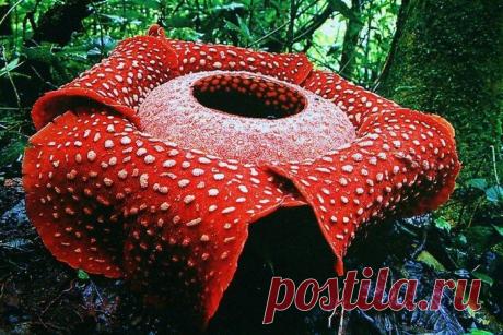 раффлезия арнольда - Пошук Google