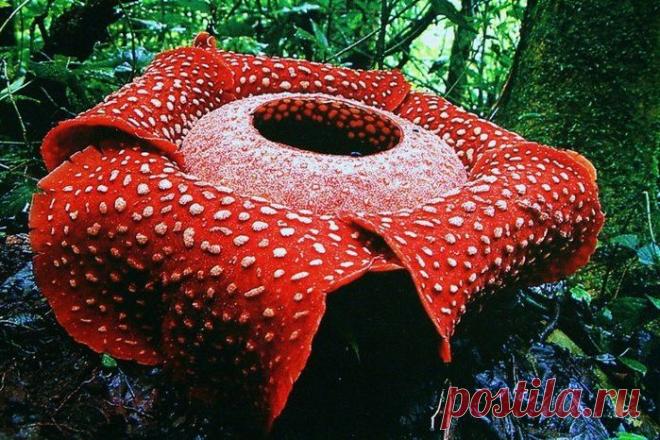 раффлезия арнольда - Пошук Google