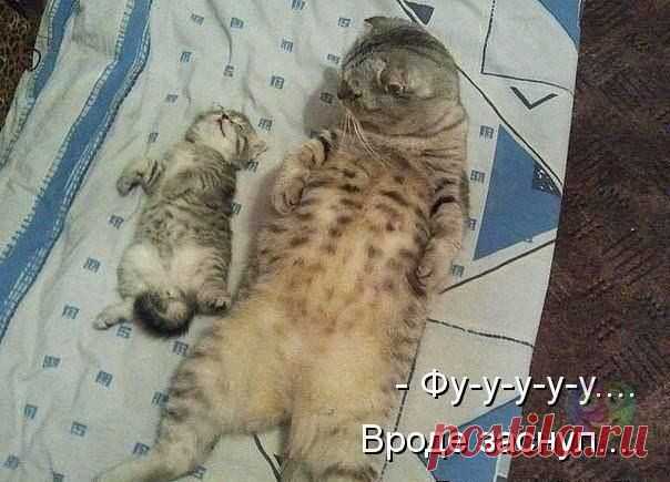 ♥ БРАТЬЯ НАШИ МЕНЬШИЕ ♥