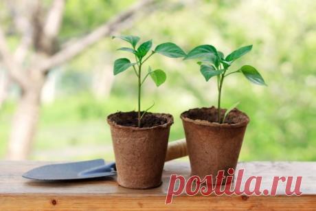 Перец — выращиваем рассаду по правилам. В домашних условиях. Когда сажать? — Ботаничка.ru