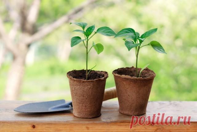 Перец — выращиваем рассаду по правилам. В домашних условиях. Когда сажать? — Ботаничка.ru