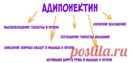 Как подружиться с гормонами, влияющими на вес!