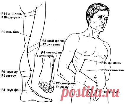 Меридиан или канал печени- один из 12 основных энергетических меридианов организма.
В соответствии с канонами традиционной китайской медицины: главная функция печени в том, что она- распределитель энергии по организму и хранитель крови, когда мы спим. Печень отвечает за детоксикацию отходов и выработку желчи, которая расщепляет жиры в организме, то есть печень – главный чистильщик нашего организма! Поэтому так важен этот меридиан!