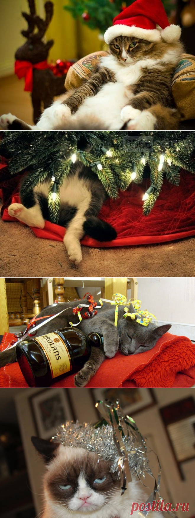 Новогодние котики