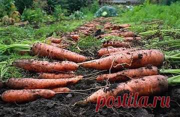 Морковные эксперименты.