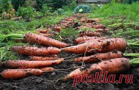 Морковные эксперименты.