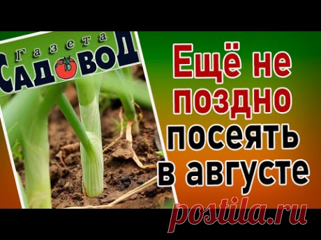 ЕЩЁ НЕ ПОЗДНО ПОСЕЯТЬ В АВГУСТЕ
