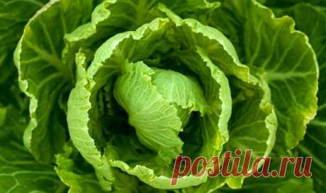 Полезные продукты и цвет. Зеленый | Эффективное похудение. Все виды диет Полезные продукты и цвет. Зеленый