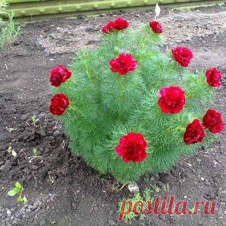 Про альпийский пион | 6 соток