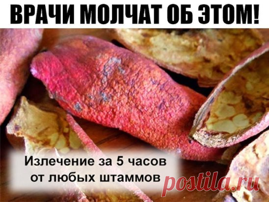 ВРАЧИ МОЛЧАТ ОБ ЭТОМ! 
Лекарство, которым исцелял еще сам Гиппократ! 
1. Дизентерия проходит - за 5 часов. 
2. Сальмонеллез - за 5 часов. 
3. Язва желудка - за неделю. 
4. Колит (толстая кишка) - за неделю. 
5. Дисбактериоз - за неделю... 
По просьбам читателей публикуем рецепт приготовления водного настоя сухих корок плода граната и его применения. 
Примерное весовое соотношение сухих корок граната и крутого кипятка 1:20. В предварительно подогретую чашку, стакан или стеклянную баночку поло