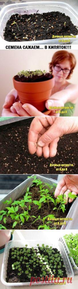 "Как-то меня научили сажать сельдерей в кипяток. Всходы получились хорошие, и был хороший урожай сельдерея. Следующей весной посадил так базилик, лук порей и цветную капусту, а потом решил так же сажать цветы.
Сначала петунии, затем львиный зев и анютины глазки. Всходы получились хорошие. Теперь все цветы сажаю так.