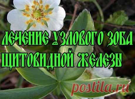 Лечение зоба травами