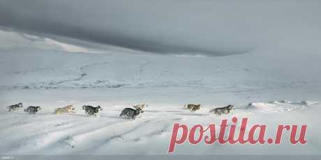 neobyichnyie-izobrazheniya-sobak-ot-fotografa-tim-flach.jpg