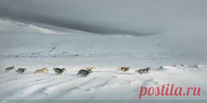 neobyichnyie-izobrazheniya-sobak-ot-fotografa-tim-flach.jpg