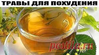 ТРАВЫ ДЛЯ ПОХУДЕНИЯ. ОМЕЛА И ЛИПА