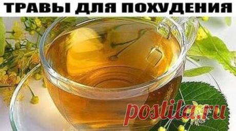 ТРАВЫ ДЛЯ ПОХУДЕНИЯ. ОМЕЛА И ЛИПА