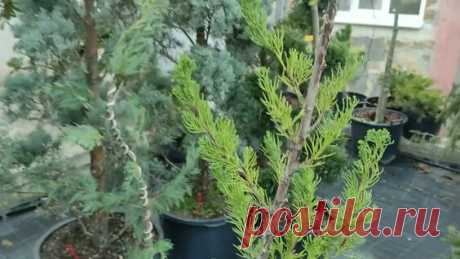 Bonsai Бонсай. Кипарисовик горохоплодный Filifera Nana Филифера Нана. Инструмент Проволока Формируе - смотреть онлайн в поиске Яндекса по Видео