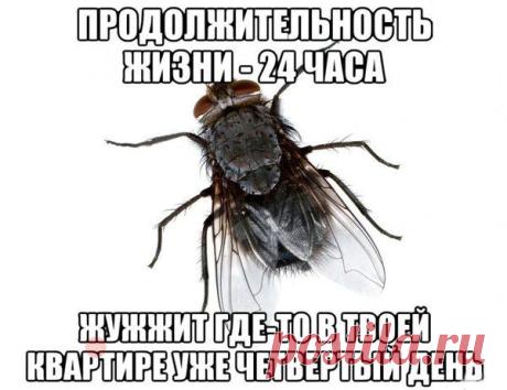 БОРЩ