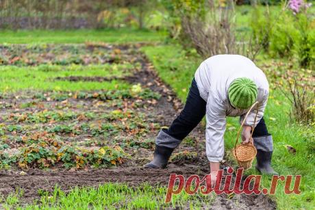 Правила посадки озимого чеснока